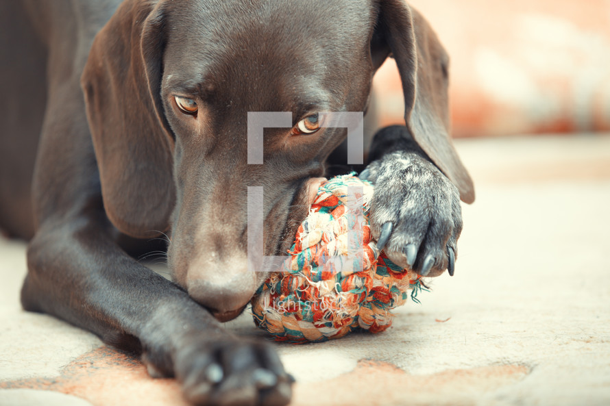 a dog chewing a dog toy 