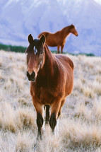 Two horses in a field of brown grass.