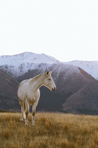 A white horse in a field among mountains.