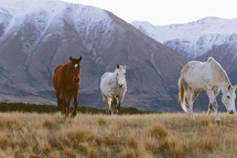 Horses in a pasture in the mountains.