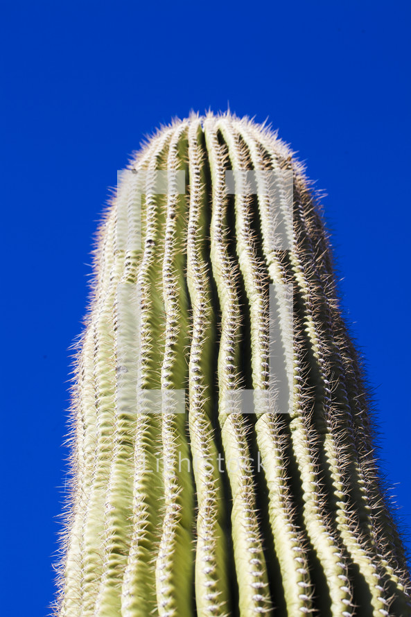 cactus against a cobalt blue sky