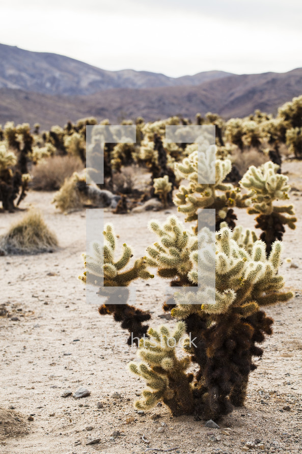 desert landscape and cactus 