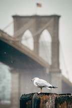 Seagull perched along a pier in front of a New York City Bridge