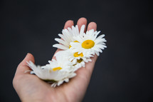 hand holding white daisy flower heads 