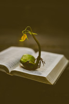 sprout in the pages of a Bible 