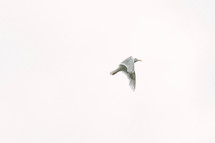a dove in flight 