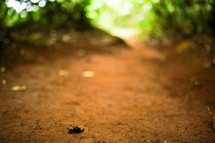 dirt path 