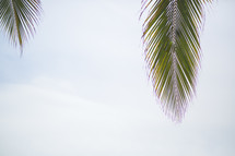 palm fronds in the sky 