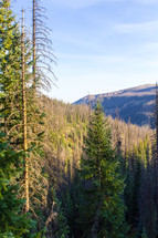 evergreen trees in a forest 