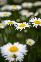 white daisies outdoors 