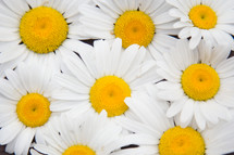 closeup of white daisies background 