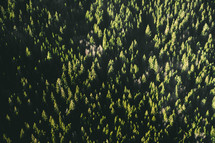 Aerial view over an evergreen forest 