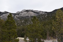 mountains and pine forest 