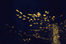 yellow fall leaves at night 
