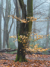 Foggy day in the forest in The Netherlands, Speulderbos Veluwe.	