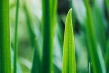 green blades of grass closeup 