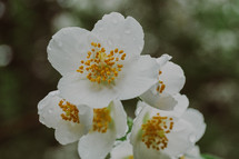 white spring blossom 