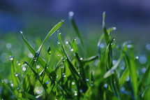 Closeup Dew drops close up on spring grass