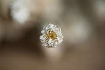 A small dried unripe rose, Dried roses on a brown background