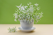 White flowers of Ornithogalum umbellatum or Star of Bethlehem in small vase