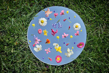 Spring Seasonal Flowers On Mirror. Grass Background And Blue sky Reflected in Mirror