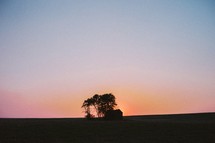 tree and horizon at sunset 