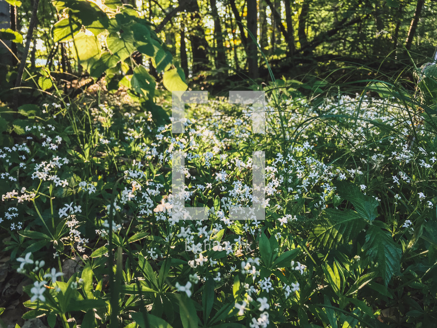 summer flowers in a forest 