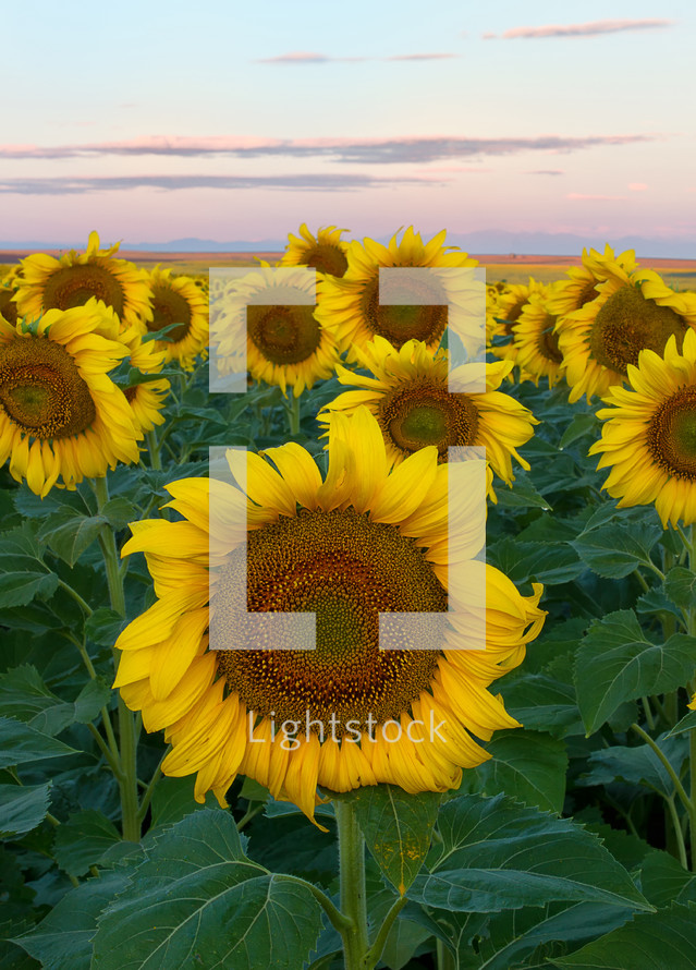Sunflowers to start your day! taken at sunrise