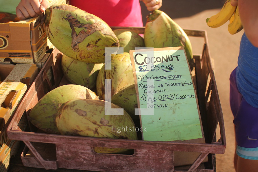 coconuts 