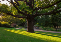 large tree in a lawn 