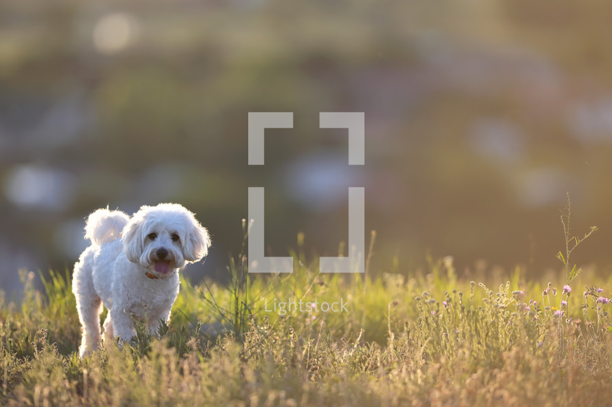 small white dog in a field 