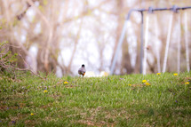 robin in grass