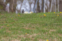 robin in grass