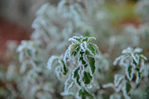 frost on leaves 