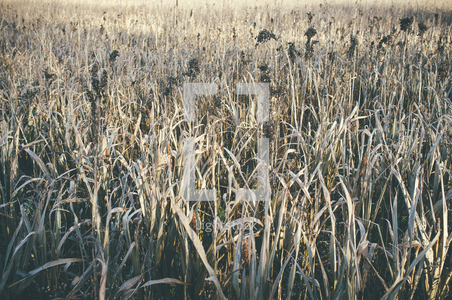 dry winter corn husks
