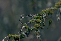 moss and lichen on branches 