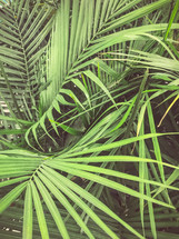 palm fronds background 