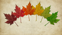 rainbow of fall leaves 