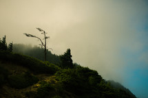 Foggy mountain with trees