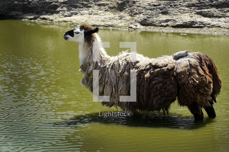 llama in water