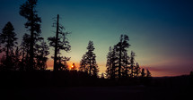 silhouettes of pine trees at sunset 