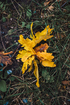 yellow fall leaves in grass