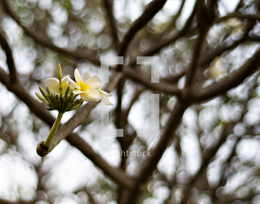 blooming flower on a tree