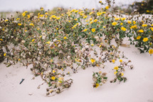 yellow flowers on sand dunes 