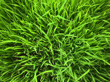 Grass.
