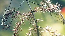 Pine needles on a limb.