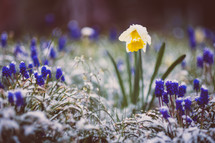 blue bonnets and daffodils 