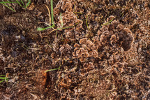 brown lichen 