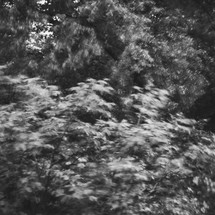 out of focus leaves on trees in a forest 