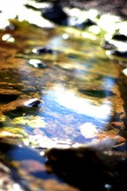 water in a creek 